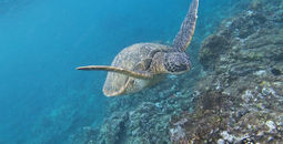 Maui sea turtle