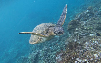 Maui sea turtle