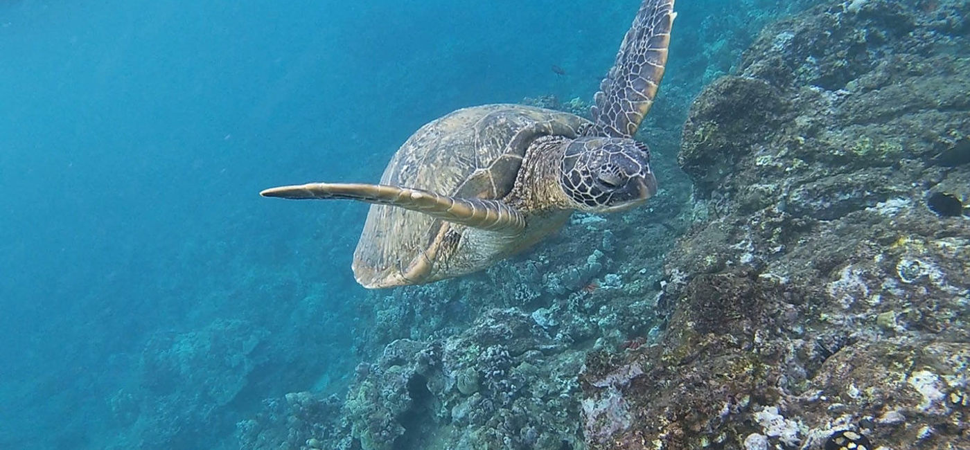 Image: PHOTO: This graceful sea turtle swam right past the author off the Andaz Maui at Wailea Resort. (Photo by Paul Heney) (Photo by Paul Heney.)