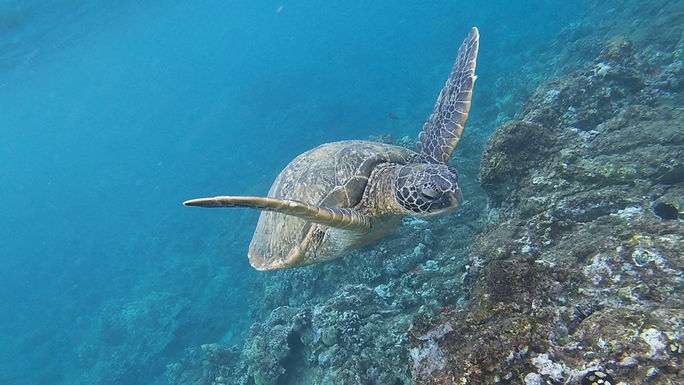 Maui sea turtle