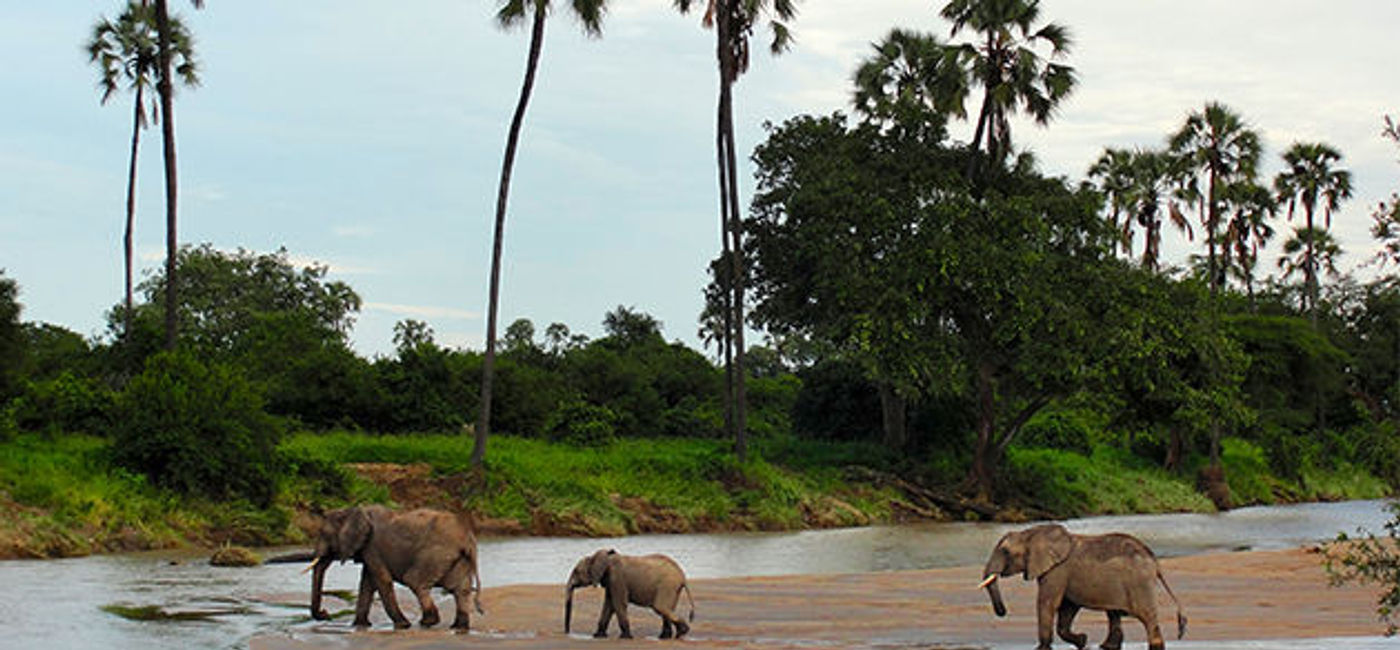 Image: PHOTO: Elephants in Ruaha National Park. (photo courtesy of G Adventures)