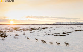 Caribou, Alaska, National Geographic, Katie Orlinsky