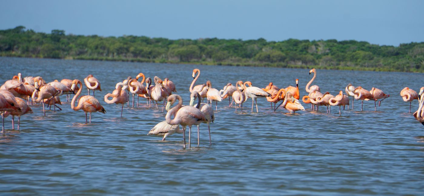Image: Colombia’s Santuario de Fauna y Flora Los Flamencos is a protected wildlife sanctuary in Colombia’s La Guajira region on the Caribbean coast. (Photo by Brian Major)