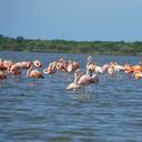 Santuario de Fauna y Flora Los Flamencos