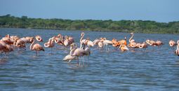 Santuario de Fauna y Flora Los Flamencos