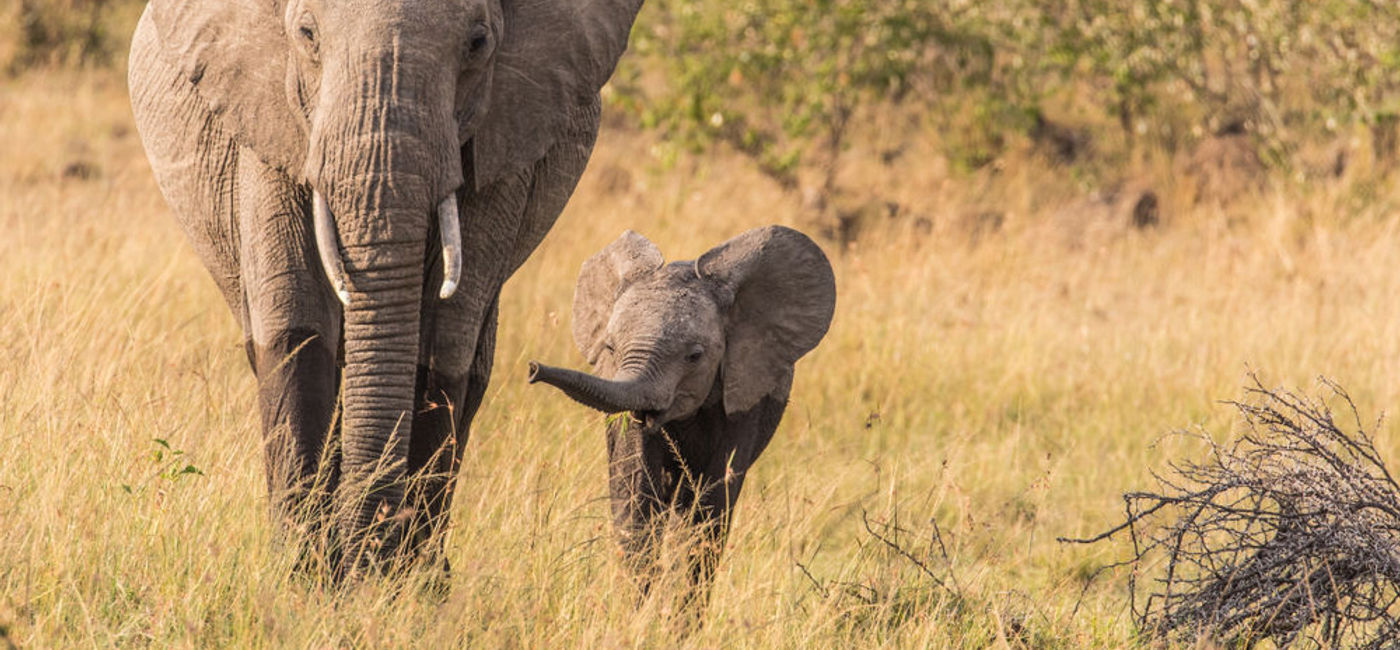 Image: Goway has announced the winner of a contest to name a baby elephant it is sponsoring in Kenya. (Goway Travel)