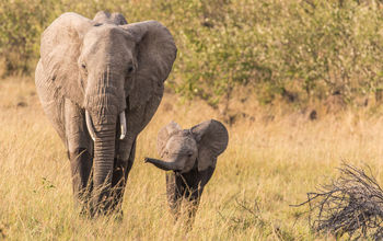 Goway elephant naming contest