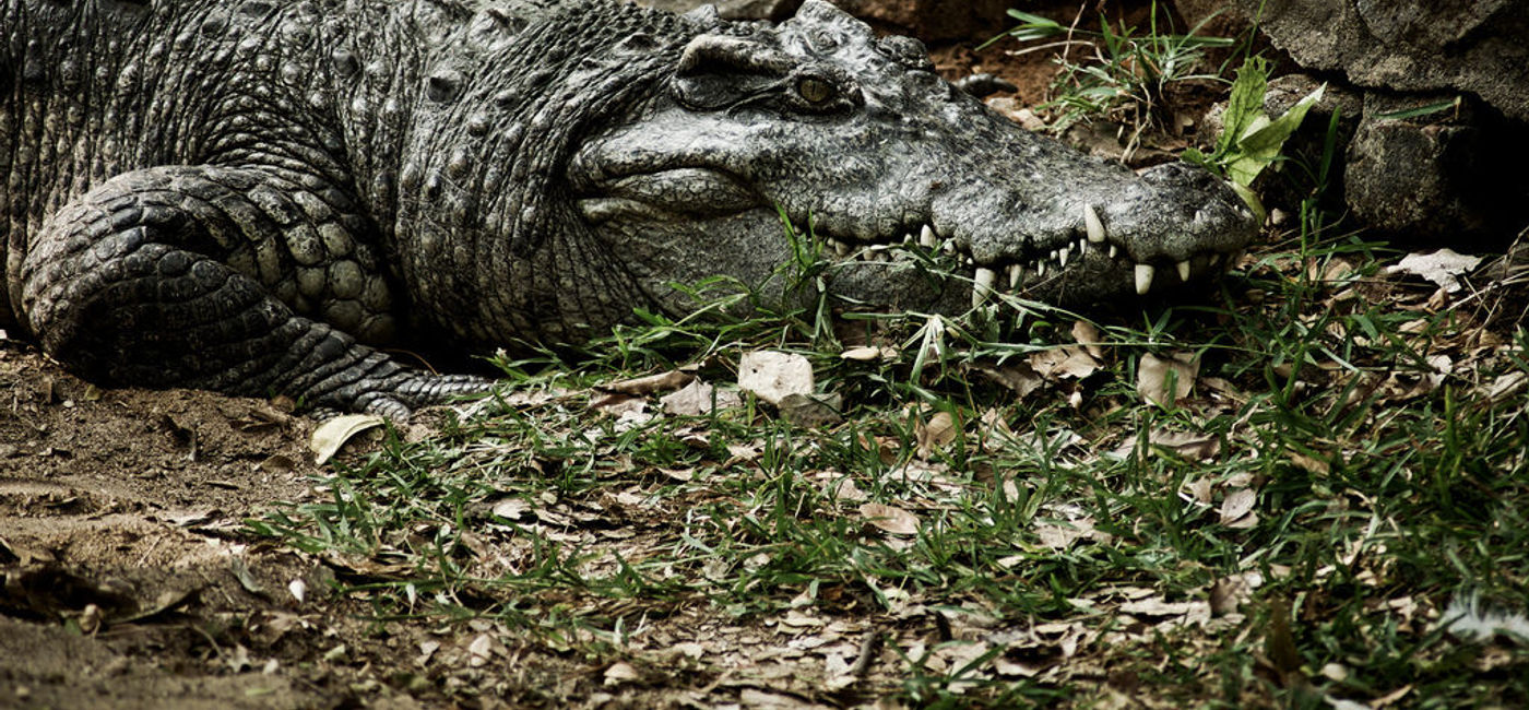 Image: Photo: A Siamese crocodile, similar to the one which attacked a French tourist Sunday. (Photo via Keshav Mukund Kandhadai on Flickr) 