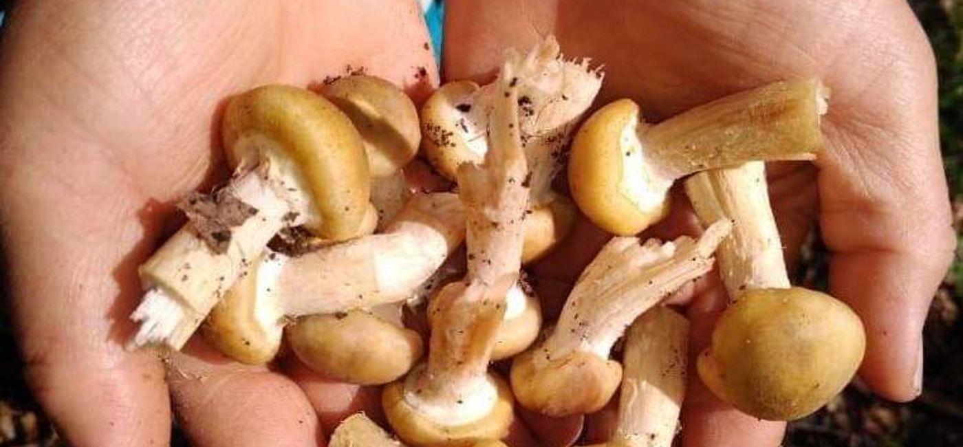 Image: Discovering mushrooms in Mexico. (photo courtesy of Hidalgo State Government)