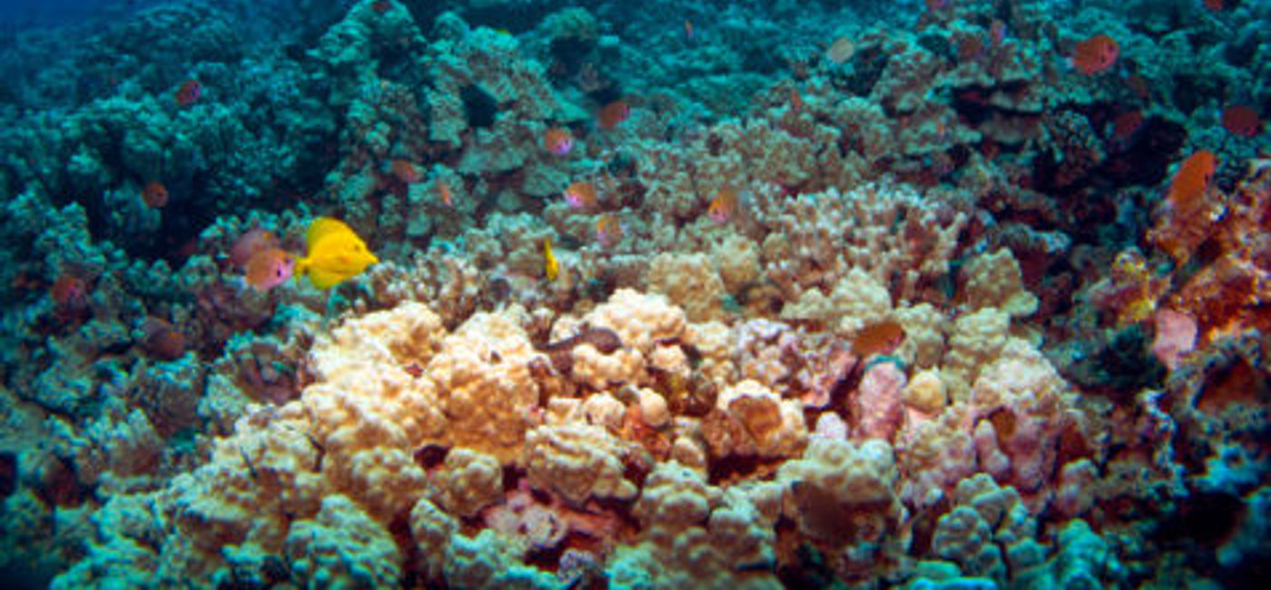 Image: PHOTO: Hawaii is trying to protect coral reefs. (Photo courtesy Thinkstock)
