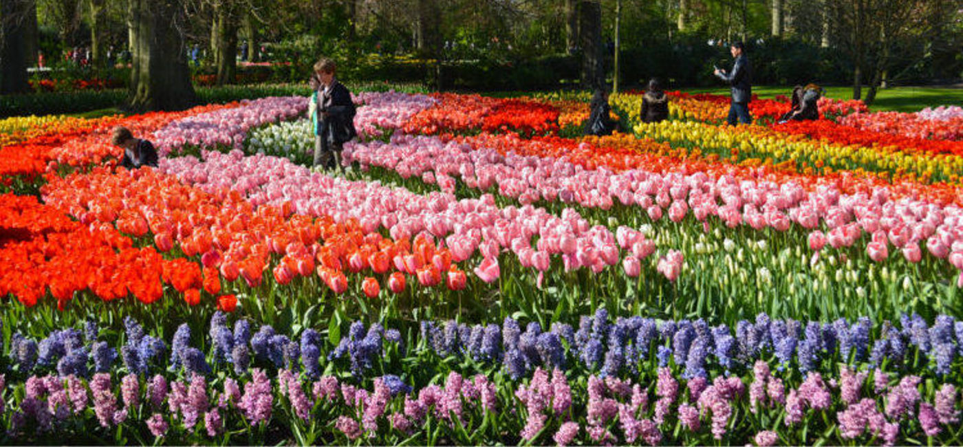 Image: PHOTO: Keukenhof, the world’s largest flower-filled garden is only open for two months a year Here are some tips to maximize your visit.  (photo by Worldwide Scott)