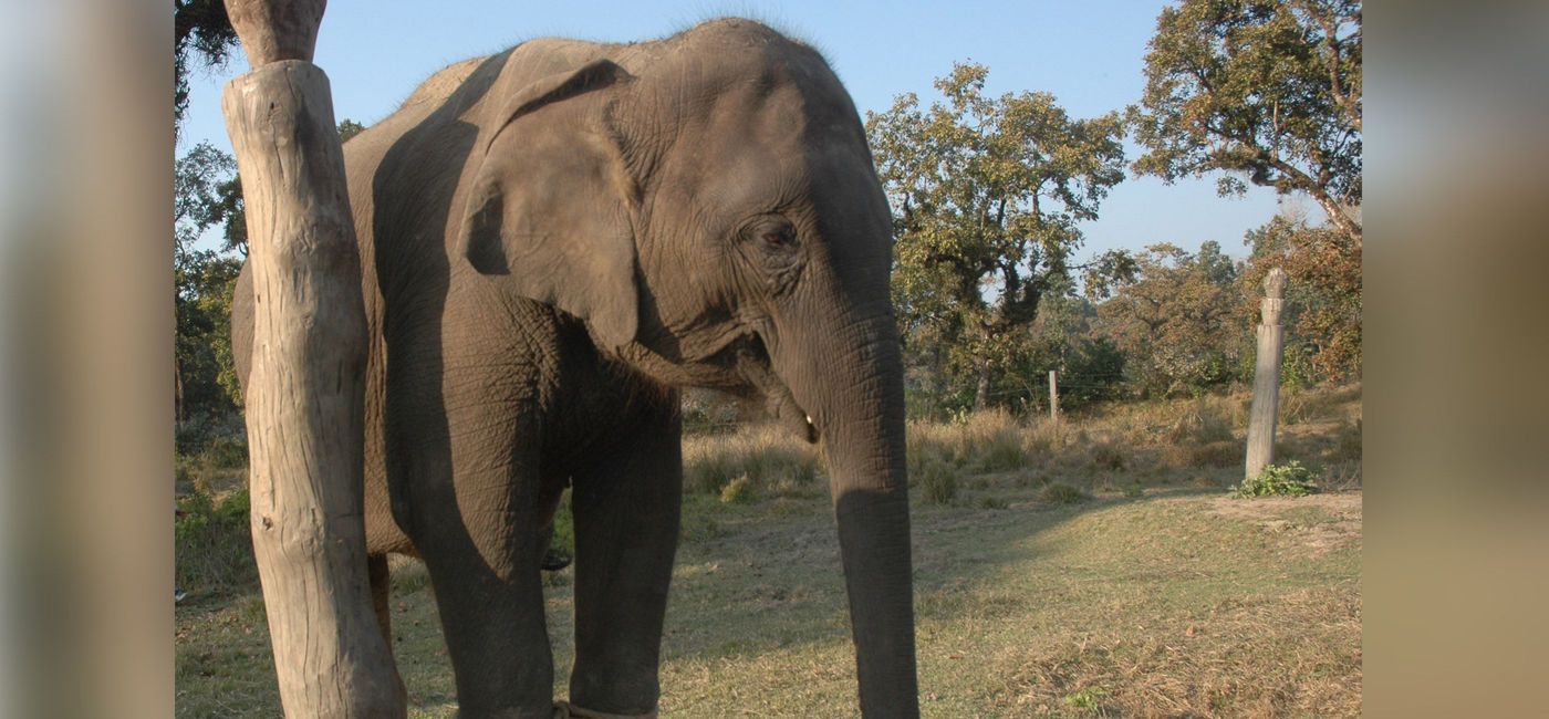 Image: Elephant (Courtesy of PETA)