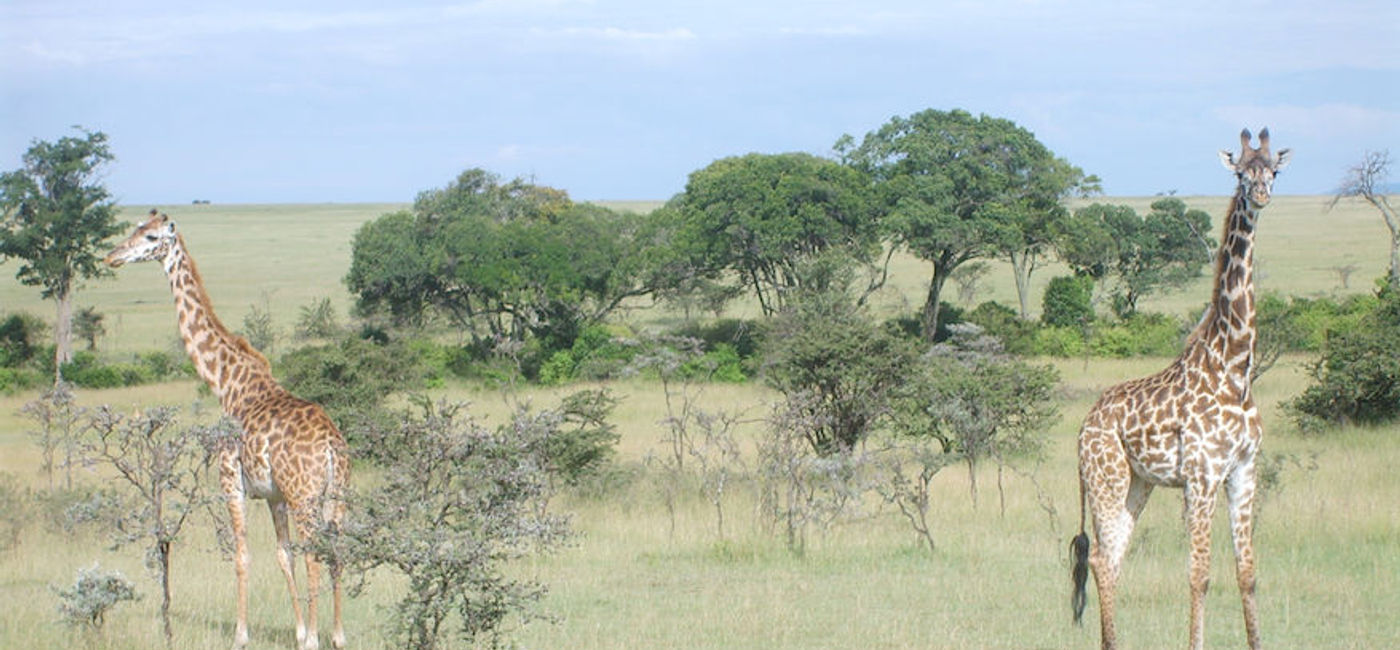Image: PHOTO: Giraffes spotted during a Kenya safari. (photo by David Cogswell)