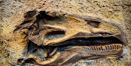 Dinosaur National Monument