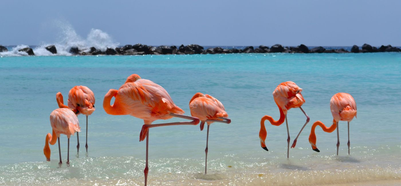 Image: PHOTO: Flamingos on the beach in Aruba (Photo courtesy of Exclusive Group Travel) 