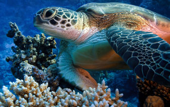 Sea Turtle in Cozumel, Mexico.