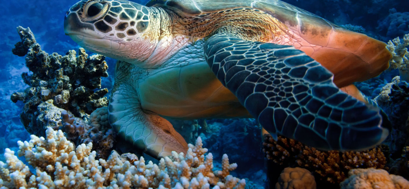 Image: PHOTO: Sea Turtle in Cozumel, Mexico. (Photo courtesy of Quintana Roo Tourism Board)