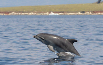 Bottlenose Dolphin