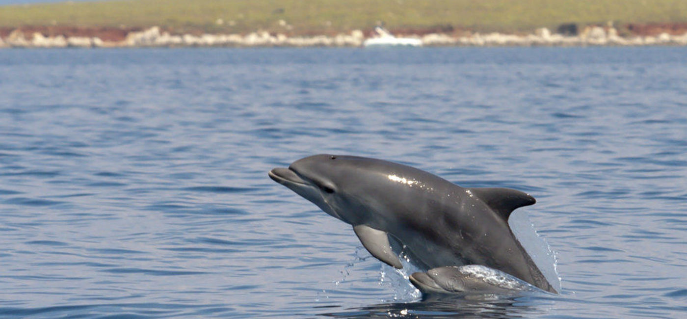 Image: PHOTO: PETA President shares her top tips for helping animals while traveling, including objecting to swim with dolphin programs. (photo via Flickr/Rob Schleiffert) (Photo via Flickr/Rob Schleiffert)