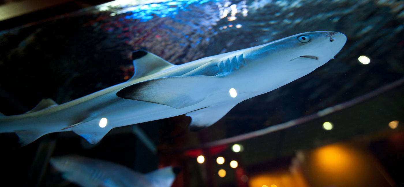 Image: PHOTO: A baby shark got revenge on a Brazilian tourist. (Photo via Flickr/FuFu Wolf)