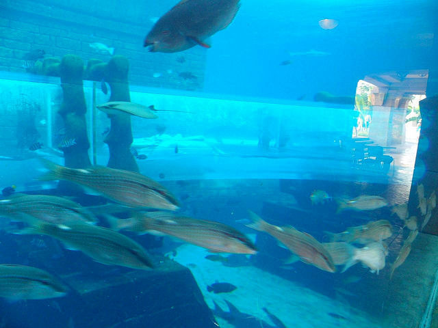 Atlantis Paradise Island 39 s Aquaventure - Image PHOTO Finish Off This Ride At Atlantis Parad