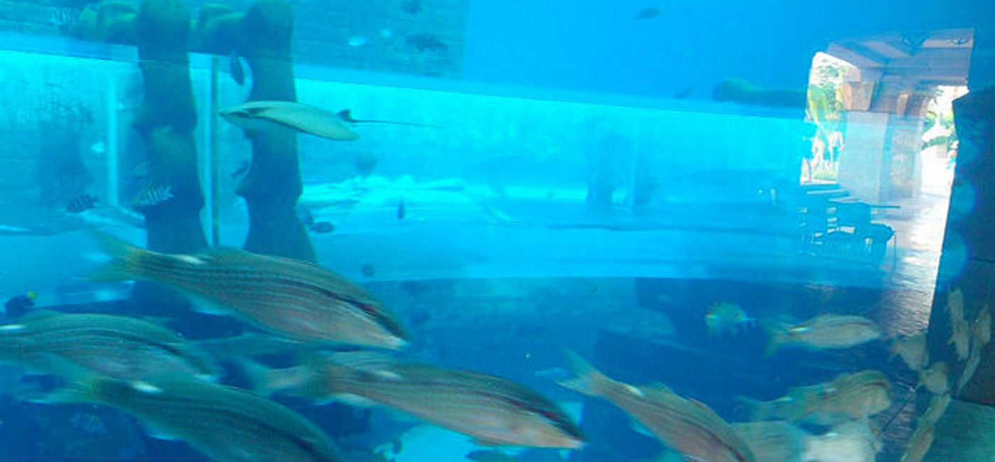 Image: PHOTO: Finish off this ride at Atlantis Paradise Island but hurtling through shark-infested waters. (photo via Flickr/MountainAsh) 