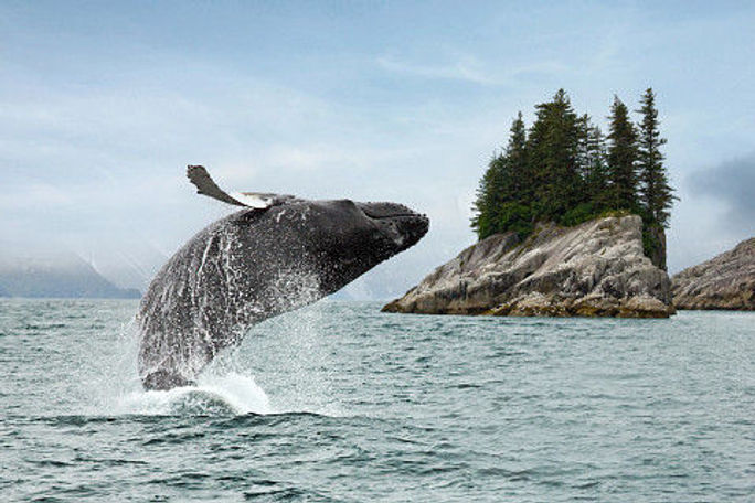 Alaska whale Alaska whale