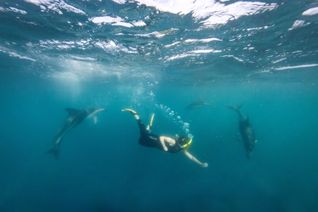 Kaikoura, New Zealand, Tourism New Zealand, dolphins