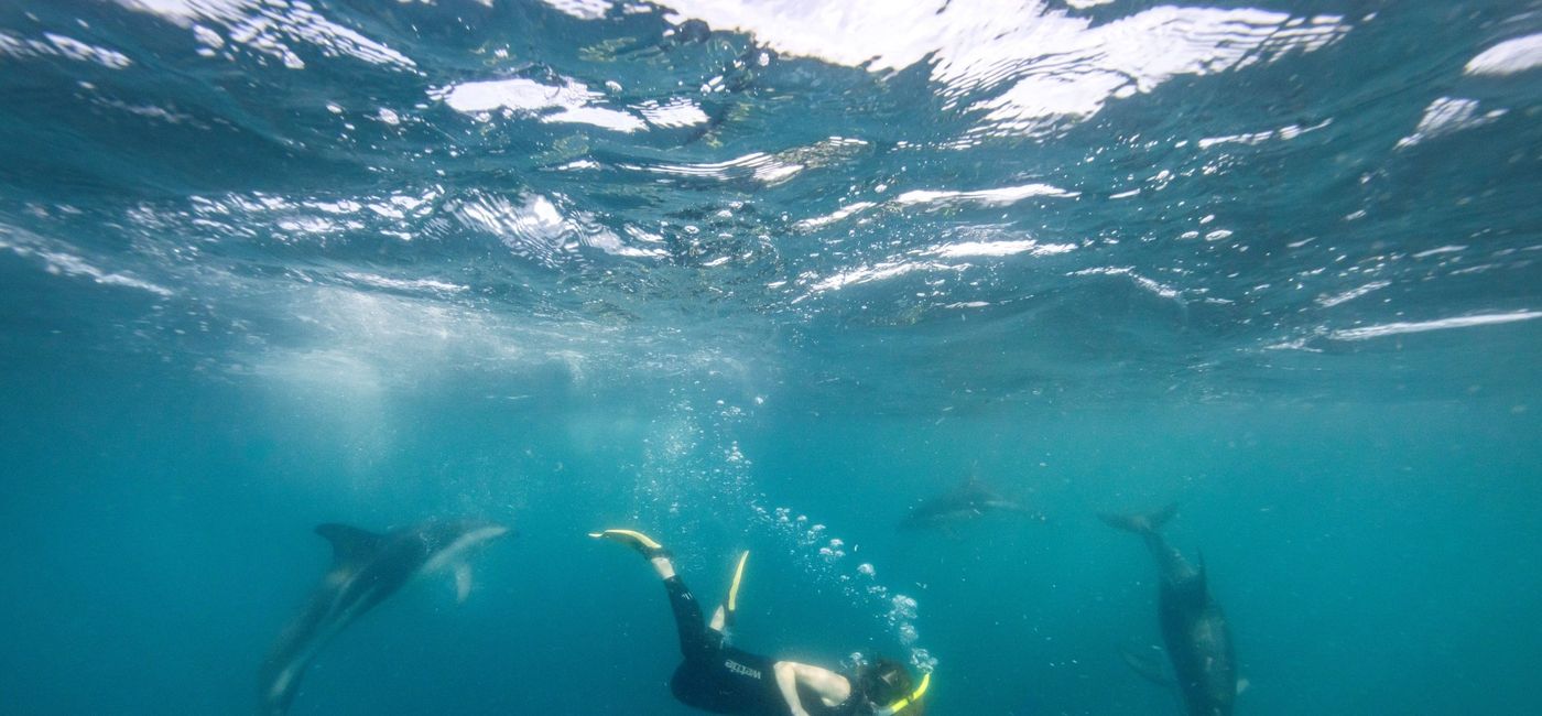 Image: A snorkeler swims with dolphins off the coast of Kaikoura, New Zealand. (photo via Tourism New Zealand) ((photo via Tourism New Zealand))