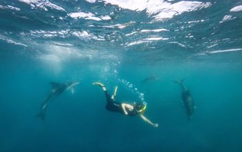 Kaikoura, New Zealand, Tourism New Zealand, dolphins