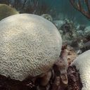 Bleached Coral off the Florida Coast 