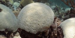 Bleached Coral off the Florida Coast 