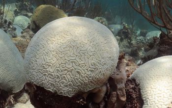 Bleached Coral off the Florida Coast 