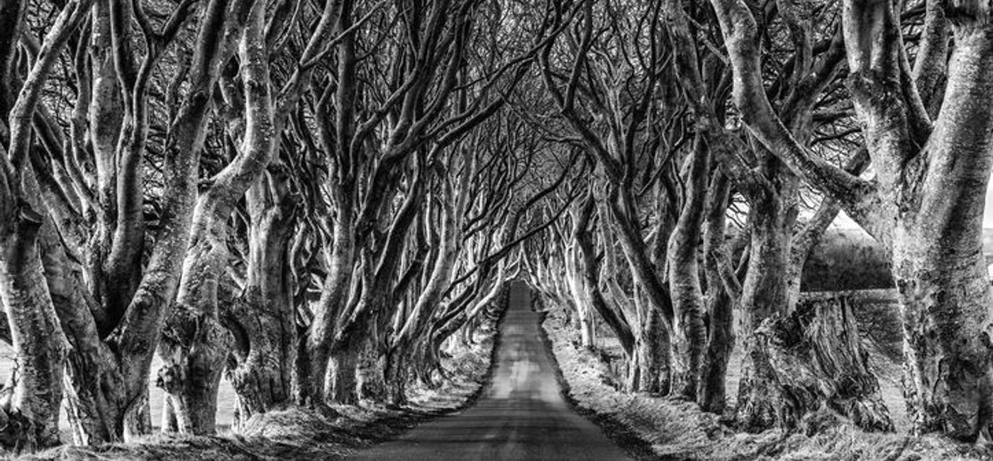 Image: PHOTO: The Dark Hedges. (photo courtesy of Thinkstock) (546199452)