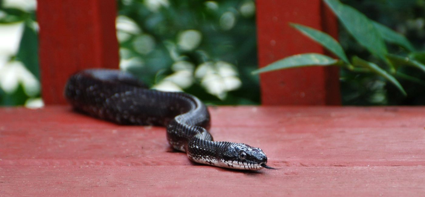 Image: PHOTO: Black racer snake. (photo via redwood202 / iStock / Getty Images Plus)
