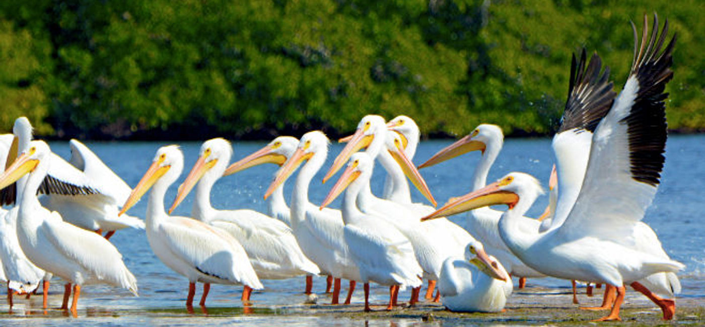 Image: Latin America is a privileged place for lovers of bird watching. (Photo via Fort Myers - Islands, Beaches, and Neighborhoods).