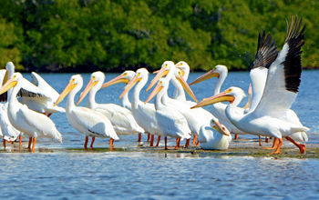 Latin America is a privileged place for lovers of bird watching. (Photo via Fort Myers - Islands, Beaches, and Neighborhoods).