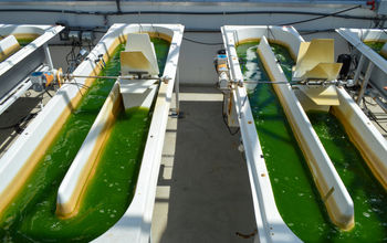 algae, Viridos, United Airlines, SAFs, sustainable aviation fuel