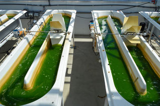 algae, Viridos, United Airlines, SAFs, sustainable aviation fuel