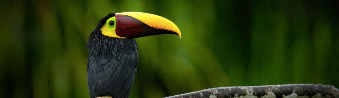 Costa Rica has natural reserves with a great diversity of endemic and migratory birds. (Photo via Provided by Collette).