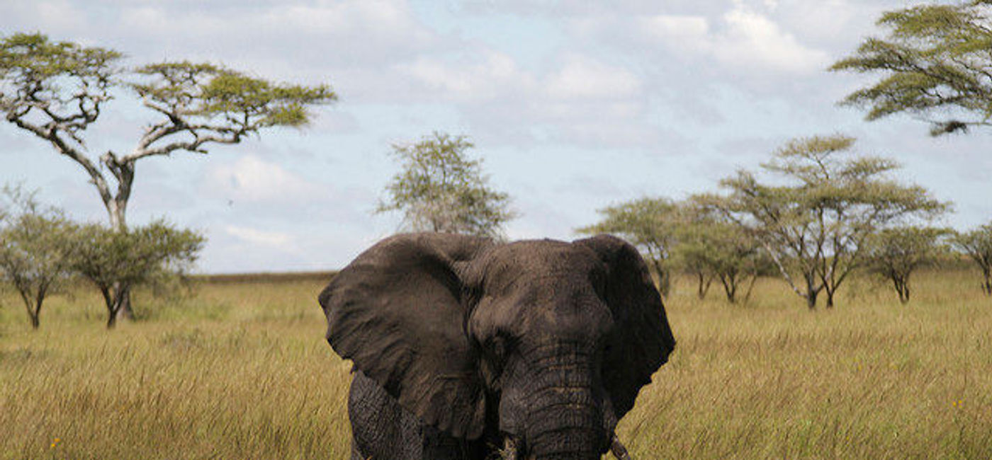 Image: PHOTO: An African Elephant in the Serengeti. (photo via Flickr/Calle v H)