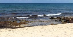 Sargassum on a beach in Riviera Maya, Mexico.