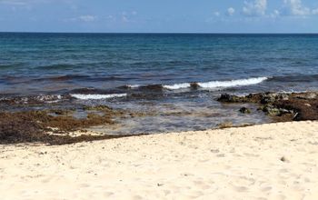 Sargassum on a beach in Riviera Maya, Mexico.