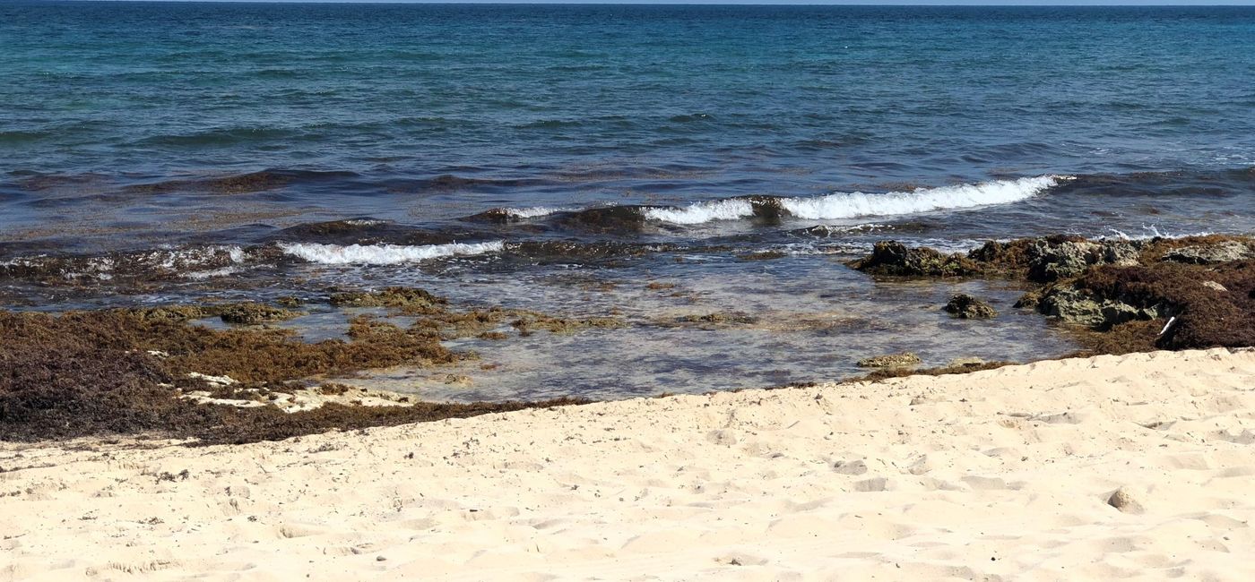 Image: Sargassum on a beach in Riviera Maya, Mexico. (photo via Codie Liermann)