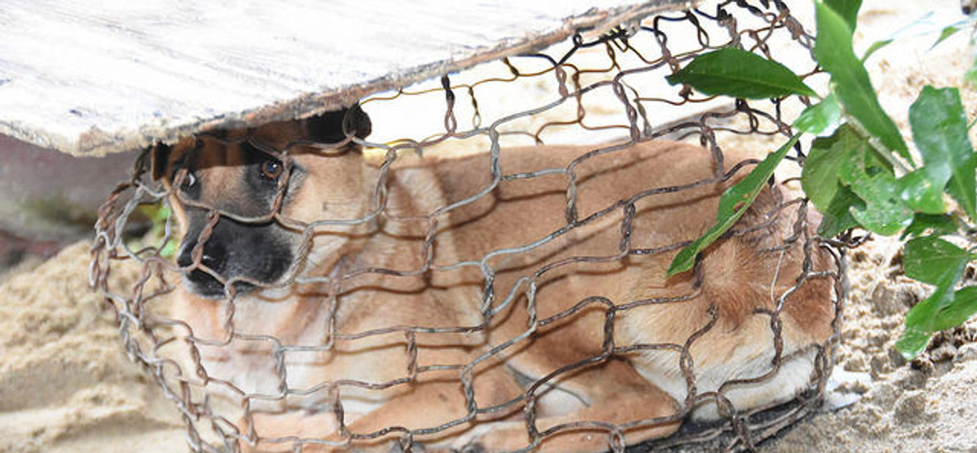 Image: PHOTO: A caged dog destined for the cook-pot in Hanoi, Vietnam. (photo via Flickr/shankar s.)