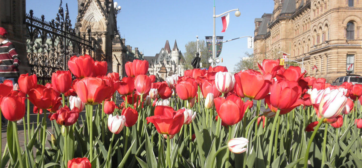 Image: PHOTO: The Canadian Tulip Festival in Ottawa is a popular annual event. (Photo via Flickr/Juan David Osorio B.)