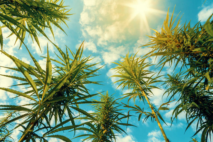 Cannabis plants in a field.