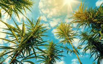 Cannabis plants in a field.