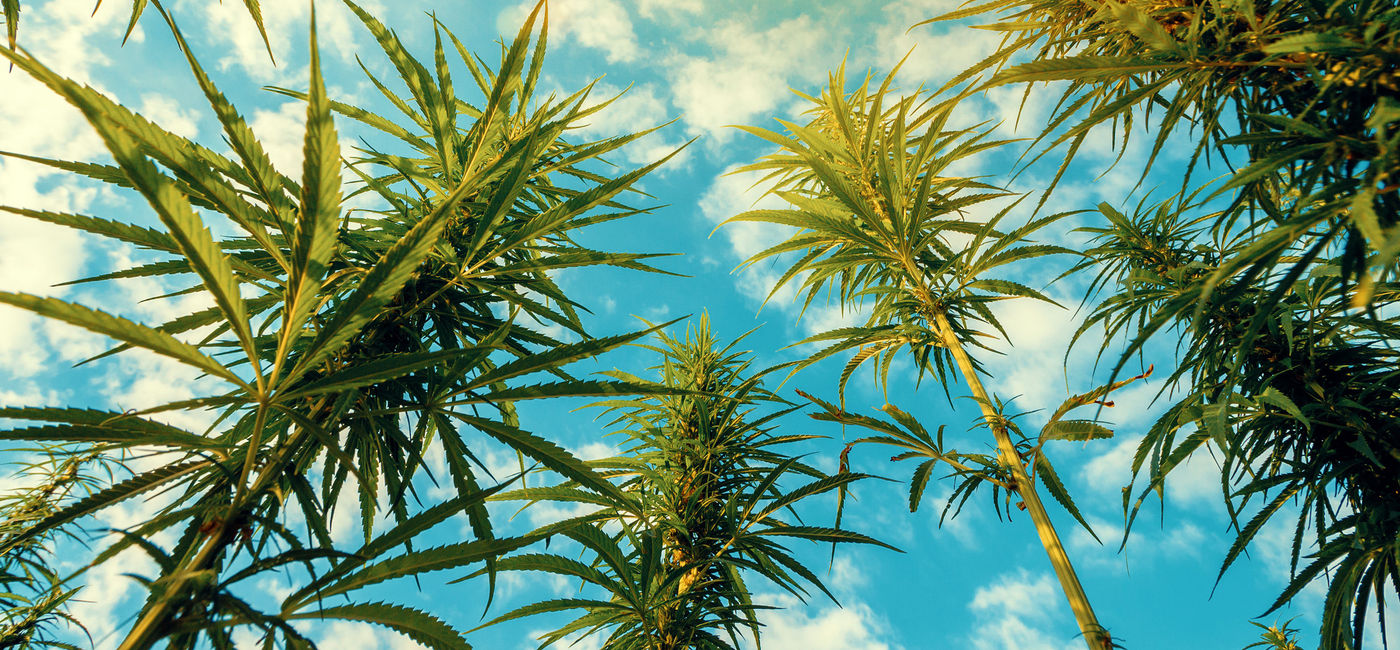 Image: Cannabis plants in a field. (photo via Handatko / iStock / Getty Images Plus)