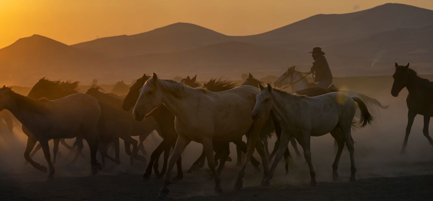 Image: Cappadocia's Wild Horses (photo via Atlas Ocean Voyages) ((photo via Atlas Ocean Voyages))